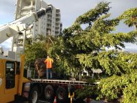 fig trees for cairns